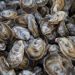 It’s All About The Oysters This Memorial Day Weekend At Shell It Out – Hamptons