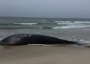 First New York Humpback Whale Stranding Of 2019 Occurs In Westhampton