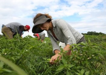 One Of New York’s First Community Supported Agriculture Farms Turns 30