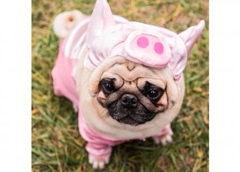 The First Annual Furry Fashion Show Taking Place On The North Fork