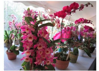 Annual Hamptons Garden Party Returning Over Memorial Day Weekend