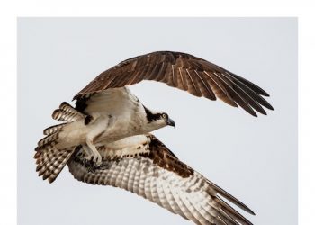 Memorial Day Weekend Hamptons Art Show Openings