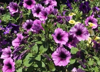 Annual Hamptons Garden Party And Famous Chinese Auction Returning To Oakland’s