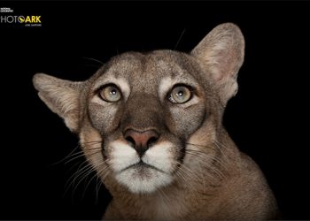 INTERVIEW: “National Geographic” Photographer Joel Sartore On Documenting The World’s Wildlife, Conservation Through Art, And More