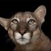 INTERVIEW: “National Geographic” Photographer Joel Sartore On Documenting The World’s Wildlife, Conservation Through Art, And More