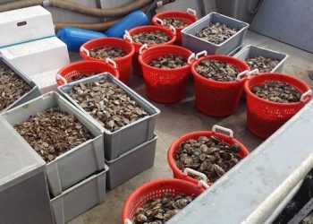 Moriches Bay Project Hosting 5th Annual “Save The Bay” Oyster Fling