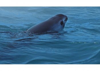 INTERVIEW: Dr. Cynthia Smith On “Sea Of Shadows,” The Harrowing Rescue Efforts To Save The Vaquita From Extinction, And More