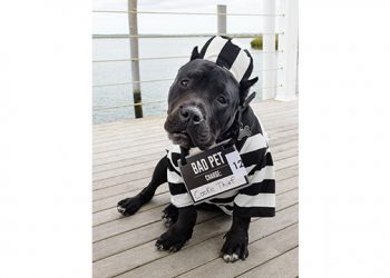 Hamptons Barking Beauty Pageant To Take Place At Westhampton Beach Performing Arts Center