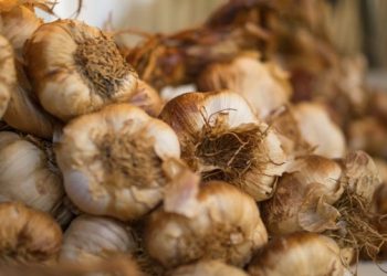 Annual Two-Day Long Island Ode To Garlic To Feature Garlic Olympics, Workshops, Garlic Iron Chef, Music, Cooking Demos, And More