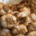 Annual Two-Day Long Island Ode To Garlic To Feature Garlic Olympics, Workshops, Garlic Iron Chef, Music, Cooking Demos, And More