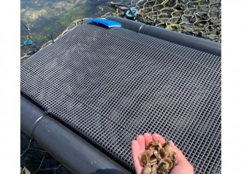 CCE Hosting Annual End Of Summer SPAT Picnic