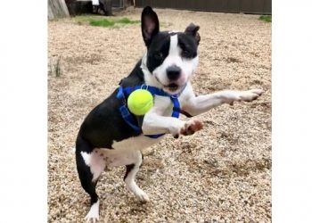 Three Non-Profits Teaming Up For The Farm Goes to the Dogs (& Cats) Adoption Event