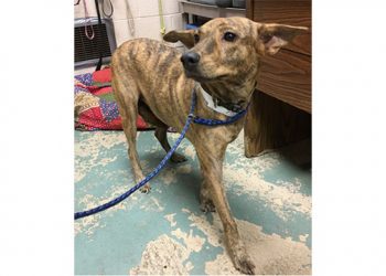 Rescues From The Bahamas Arrive At East End-Based Animal Shelters