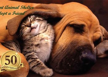 INTERVIEW: Pamela A. Green On Kent Animal Shelter’s 50th Anniversary, The “No Place Like Home” Party, And More