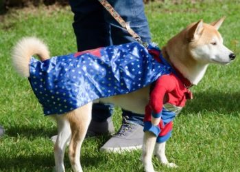 Pet Friendly Halloween Hamptons Happenings
