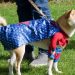 Pet Friendly Halloween Hamptons Happenings