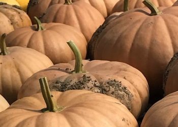 Seasonal East End Festivals To Culminate With Sylvester Manor’s Harvest Festival