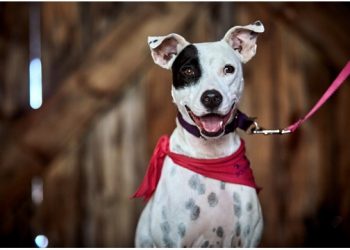 Jazz Age Themed Soiree To Take Over Southampton’s Rogers Mansion