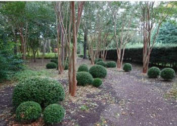 “Bark And Branches” To Close Out LongHouse’s Guided Tours With Horticulturist Holger Winenga