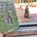 Children’s Book Series Inspired By Local Wildlife To Be Featured In Sag Harbor StoryWalk