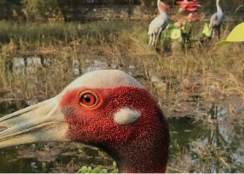 Lillian Ball’s “Sanctuary” To Show At The Parrish Art Museum