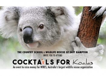 Hamptons Cocktails For Koalas Event To Support Australia’s Largest Wildlife Rescue Organization