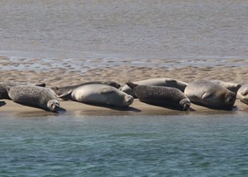 Seal Watching Cruises Offered Out Of Hamptons Marine Station