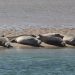 Seal Watching Cruises Offered Out Of Hamptons Marine Station