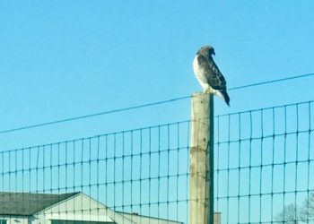 Sixty-Something: Hawks And Other Big Birds Of Prey In the Hamptons