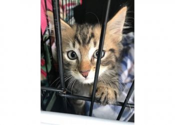 Hamptons SPAY-ghetti Dinner To Support TNR Program, Advo-cats