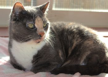 Hamptons-Based Animal Shelters Move To Roadside Adoptions & Fosters And By Appointment Only Adoptions In Response To COVID-19