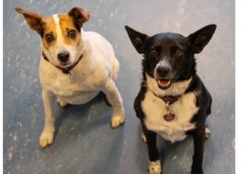 The Greatest Party That Never Was: Southampton Animal Shelter Foundation to Host Completely Online Fundraiser