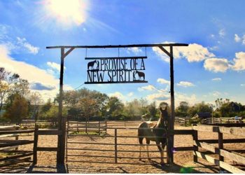 Spirit’s Promise Equine Rescue Presenting Virtual Support Groups For Children And Adults