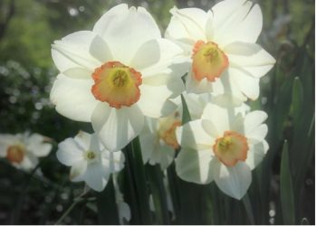 Spring Gardening Tips From LongHouse Reserve’s Horticulture Honcho & Perennial Expert Holger Winenga