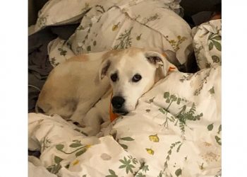 Sixty-Something: Hamptons Pet Dogs And Cats Always Playing A Loving Role