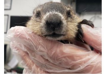 Hamptons-Based Wildlife Rescue Center Launches A Mother’s Day Sponsor A Wildlife Baby Campaign And Charity Apparel Line