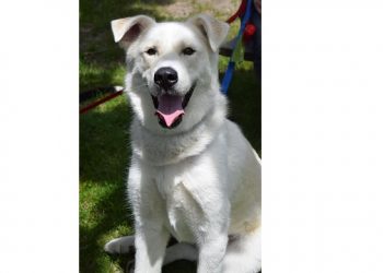 Hamptons-Based Animal Shelter Holding Week-Long Digital Dog Walk And Online Vendor Fair