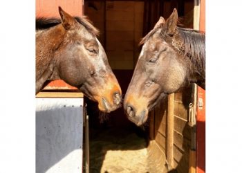 Long Island Drive-Thru Animal Tours To Be Held At Local Equine Rescue And Horse Rescue And Sanctuary