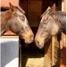 Long Island Drive-Thru Animal Tours To Be Held At Local Equine Rescue And Horse Rescue And Sanctuary
