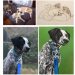 Bespoke Pet Portraits To Support Hamptons-Based Animal Shelter