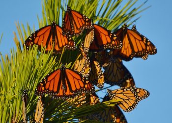 “Wild Night For Wildlife Summer Appeal” To Support East End-Based Wildlife Refuge