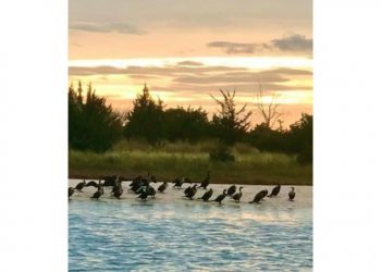 Sixty-Something: About Those Cormorants In The Hamptons