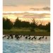 Sixty-Something: About Those Cormorants In The Hamptons