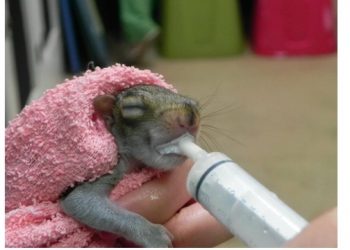 Hampton Bays-Based Wildlife Rescue Center Holding Wildlife Baby Shower Fundraiser