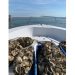 INTERVIEW: Kimberly Barbour, Cornell Cooperative Extension Marine Program Outreach Manager, On The Spat-on-shell Oyster Reef In Lake Montauk