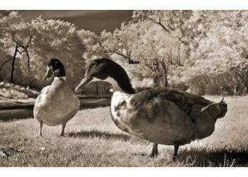 Annual Southampton Labor Day Art Exhibition To Highlight The Works Of Nearly 40 Local East End Artists