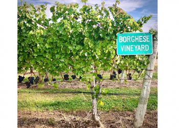North Fork TV Festival Teams Up With Long Island’s Founding Vineyard For Fifth Annual Festival