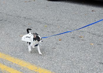 Lace Up Your Sneakers For These Fall East End Virtual 5Ks