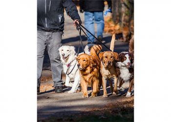 Veterinarians International Hosting Inaugural Walk-A-Thon
