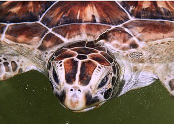 INTERVIEW: Danielle Perillo, New York Marine Rescue Center Director Of Administration And Development, On The 23rd Annual Run For The Ridley, Cold Stun Season And More